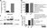 Anti Huntingtin Antibody, clone HDB4E10 thumbnail image 4