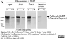 Anti Huntingtin Antibody, clone HDB4E10 gallery image 7