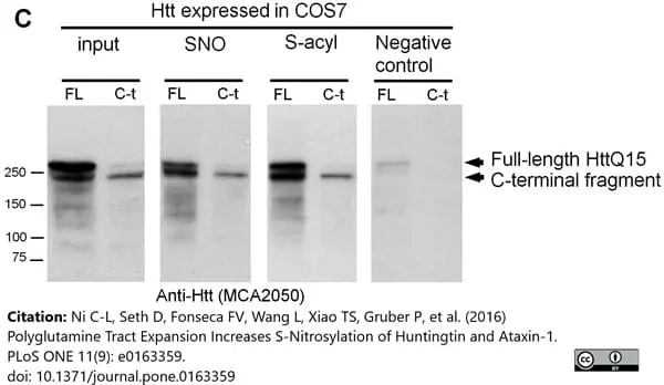 Anti Huntingtin Antibody, clone HDB4E10 gallery image 7