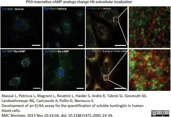 Anti Huntingtin Antibody, clone HDC8A4 gallery image 2