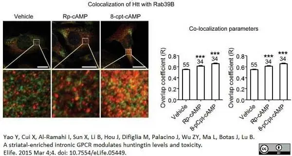 Anti Huntingtin Antibody, clone HDC8A4 gallery image 3
