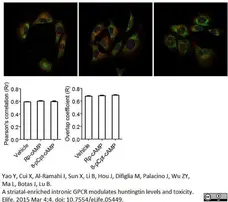Anti Huntingtin Antibody, clone HDC8A4 gallery image 4