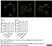 Anti Huntingtin Antibody, clone HDC8A4 thumbnail image 4
