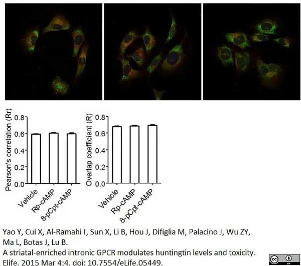 Anti Huntingtin Antibody, clone HDC8A4 gallery image 4
