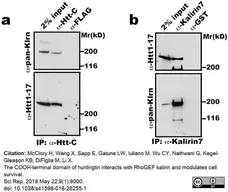 Anti Huntingtin Antibody, clone HDC8A4 gallery image 5