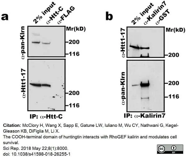 Anti Huntingtin Antibody, clone HDC8A4 gallery image 5