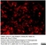 Anti Luciferase Antibody, clone LUC-Y thumbnail image 1