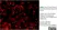 Anti Luciferase Antibody, clone LUC-Y thumbnail image 1