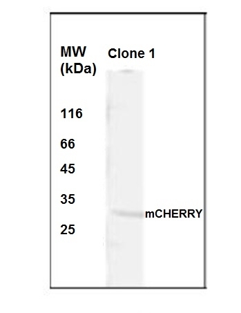 Anti mCherry Antibody, clone Clone 1 gallery image 1