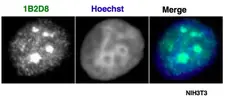 Anti Mouse AATF Antibody, clone 1B2D8 gallery image 1