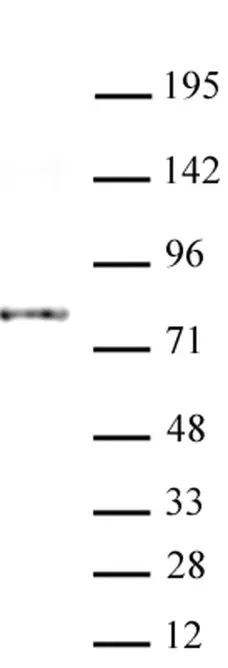Anti Mouse AATF Antibody, clone 1B2D8 gallery image 2
