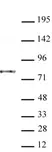Anti Mouse AATF Antibody, clone 1B2D8 thumbnail image 2