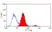 Anti Mouse ABCA1 Antibody, clone 5A1-1422 thumbnail image 3