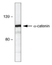 Anti Catenin Alpha 1 Antibody, clone alpha-CAT-7A4 thumbnail image 1