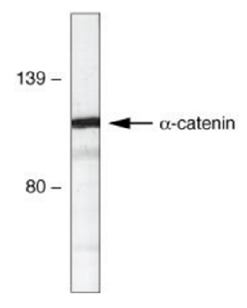Anti Catenin Alpha 1 Antibody, clone alpha-CAT-7A4 gallery image 1