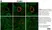 Anti Mouse CD106 Antibody, clone MVCAM A (429) thumbnail image 2