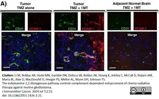 Anti Mouse CD106 Antibody, clone MVCAM A (429) gallery image 4