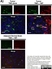 Anti Mouse CD106 Antibody, clone MVCAM A (429) thumbnail image 4