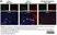 Anti Mouse CD106 Antibody, clone MVCAM A (429) thumbnail image 4