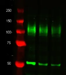 Anti Mouse CD107b Antibody, clone M3/84 gallery image 1
