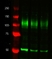Anti Mouse CD107b Antibody, clone M3/84 thumbnail image 1