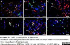 Anti Mouse CD107b Antibody, clone M3/84 gallery image 2
