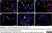 Anti Mouse CD107b Antibody, clone M3/84 thumbnail image 2