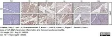 Anti Mouse CD107b Antibody, clone M3/84 gallery image 3