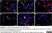 Anti Mouse CD107b Antibody, clone M3/84 thumbnail image 3