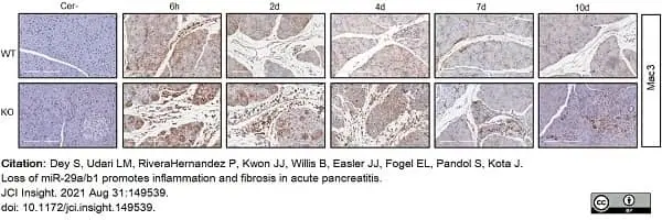 Anti Mouse CD107b Antibody, clone M3/84 gallery image 3