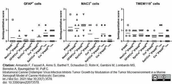 Anti Mouse CD107b Antibody, clone M3/84 gallery image 4