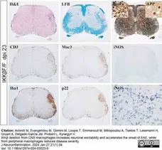 Anti Mouse CD107b Antibody, clone M3/84 gallery image 5