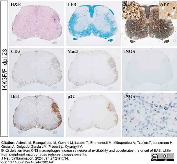 Anti Mouse CD107b Antibody, clone M3/84 gallery image 5