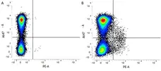 Anti Mouse CD117 Antibody, clone 2B8 gallery image 1