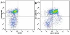 Anti Mouse CD117 Antibody, clone 2B8 gallery image 22