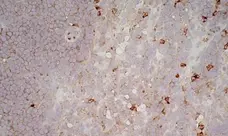 Anti Mouse CD11b Antibody, clone 5C6 gallery image 10
