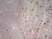Anti Mouse CD11b Antibody, clone 5C6 thumbnail image 10
