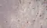 Anti Mouse CD11b Antibody, clone 5C6 thumbnail image 10