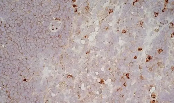 Anti Mouse CD11b Antibody, clone 5C6 gallery image 10
