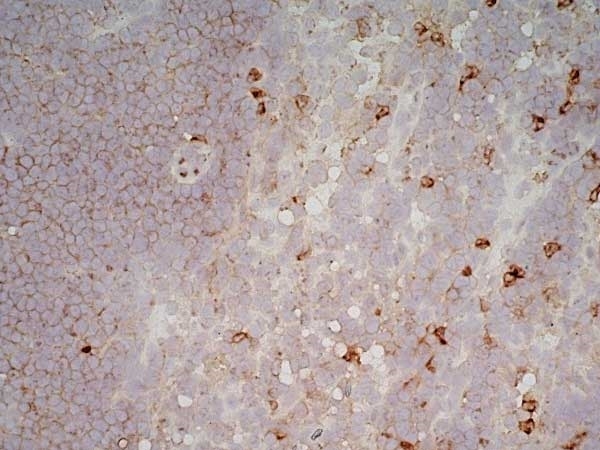 Anti Mouse CD11b Antibody, clone 5C6 gallery image 10