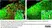 Anti Mouse CD11b Antibody, clone 5C6 thumbnail image 102