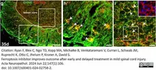 Anti Mouse CD11b Antibody, clone 5C6 gallery image 103