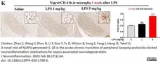 Anti Mouse CD11b Antibody, clone 5C6 gallery image 104