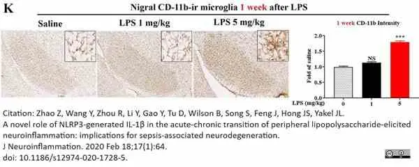 Anti Mouse CD11b Antibody, clone 5C6 gallery image 104