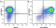 Anti Mouse CD11b Antibody, clone 5C6 gallery image 108