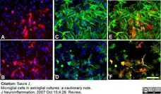 Anti Mouse CD11b Antibody, clone 5C6 gallery image 11