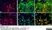Anti Mouse CD11b Antibody, clone 5C6 thumbnail image 11