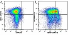 Anti Mouse CD11b Antibody, clone 5C6 gallery image 119