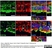Anti Mouse CD11b Antibody, clone 5C6 thumbnail image 12