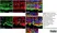 Anti Mouse CD11b Antibody, clone 5C6 thumbnail image 12